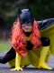Disfraz de Batgirl para Niños con Capa